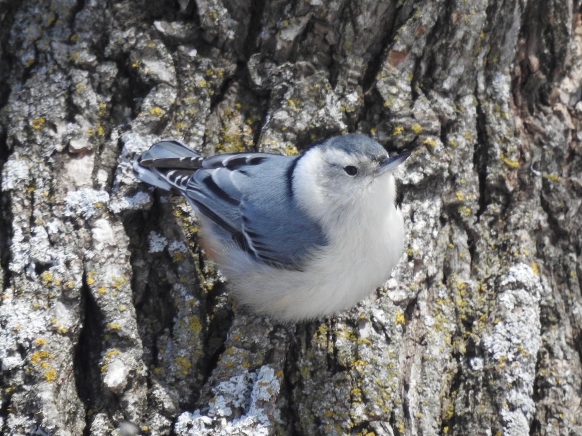White-breasted Nuthatch - ML630653006