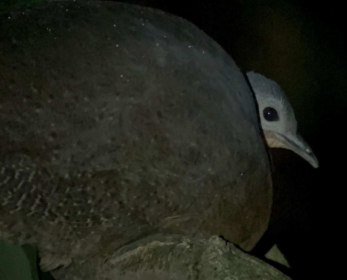 Highland Tinamou - ML630653206