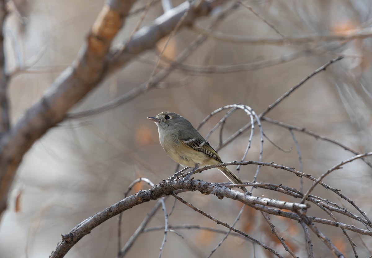 Hutton's Vireo - ML630653389