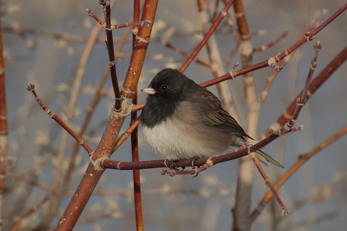 Юнко сірий - ML630653511