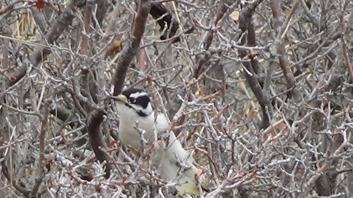 Downy Woodpecker - ML630653518