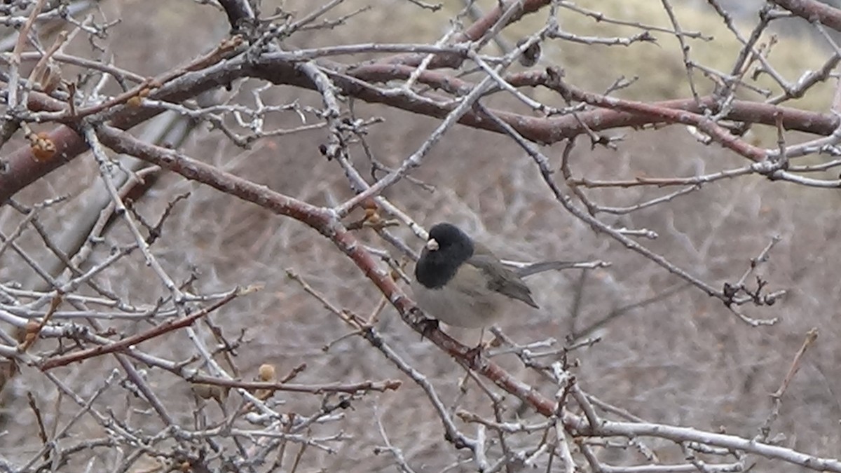 Dark-eyed Junco - ML630653522