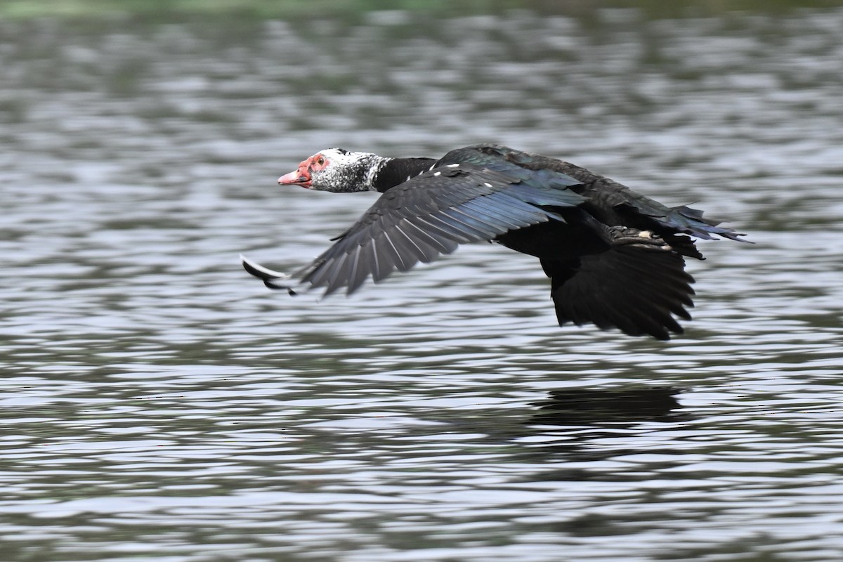 Muscovy Duck (Domestic type) - ML630653758