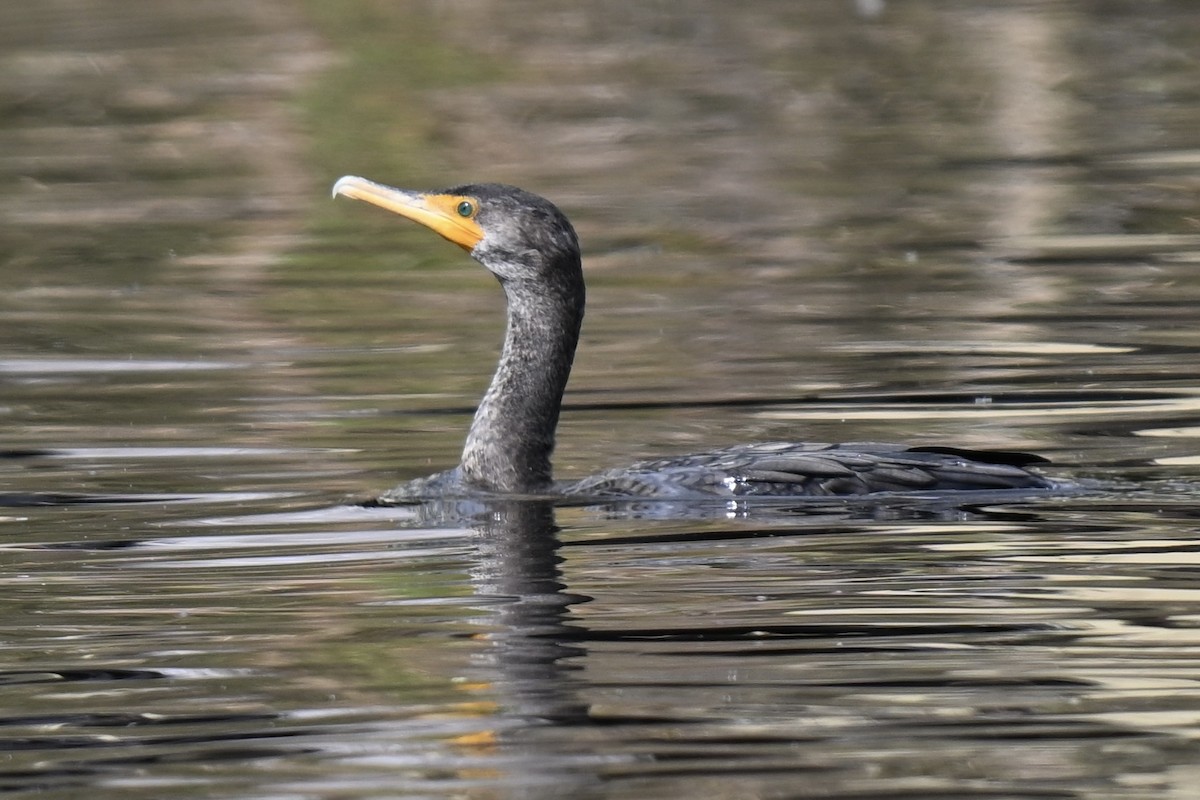 Double-crested Cormorant - ML630653764