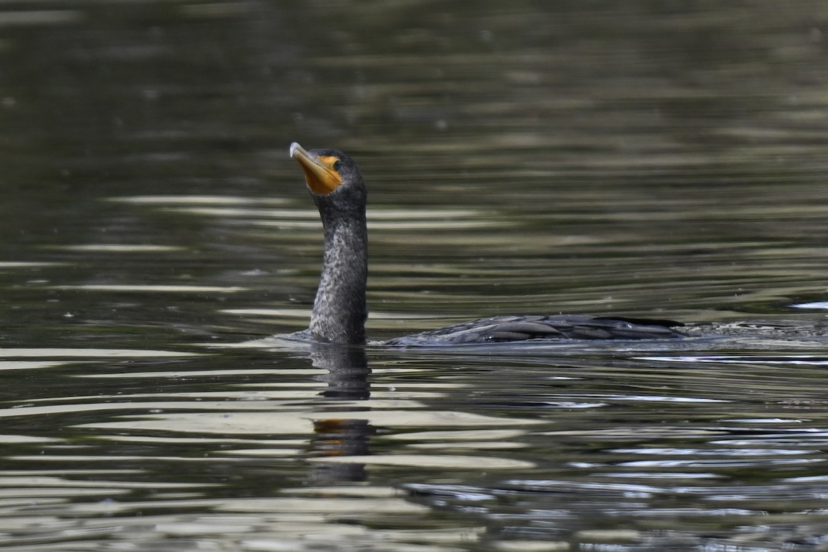 Double-crested Cormorant - ML630653765