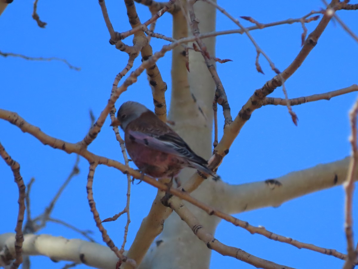 Gray-crowned Rosy-Finch - ML630653841