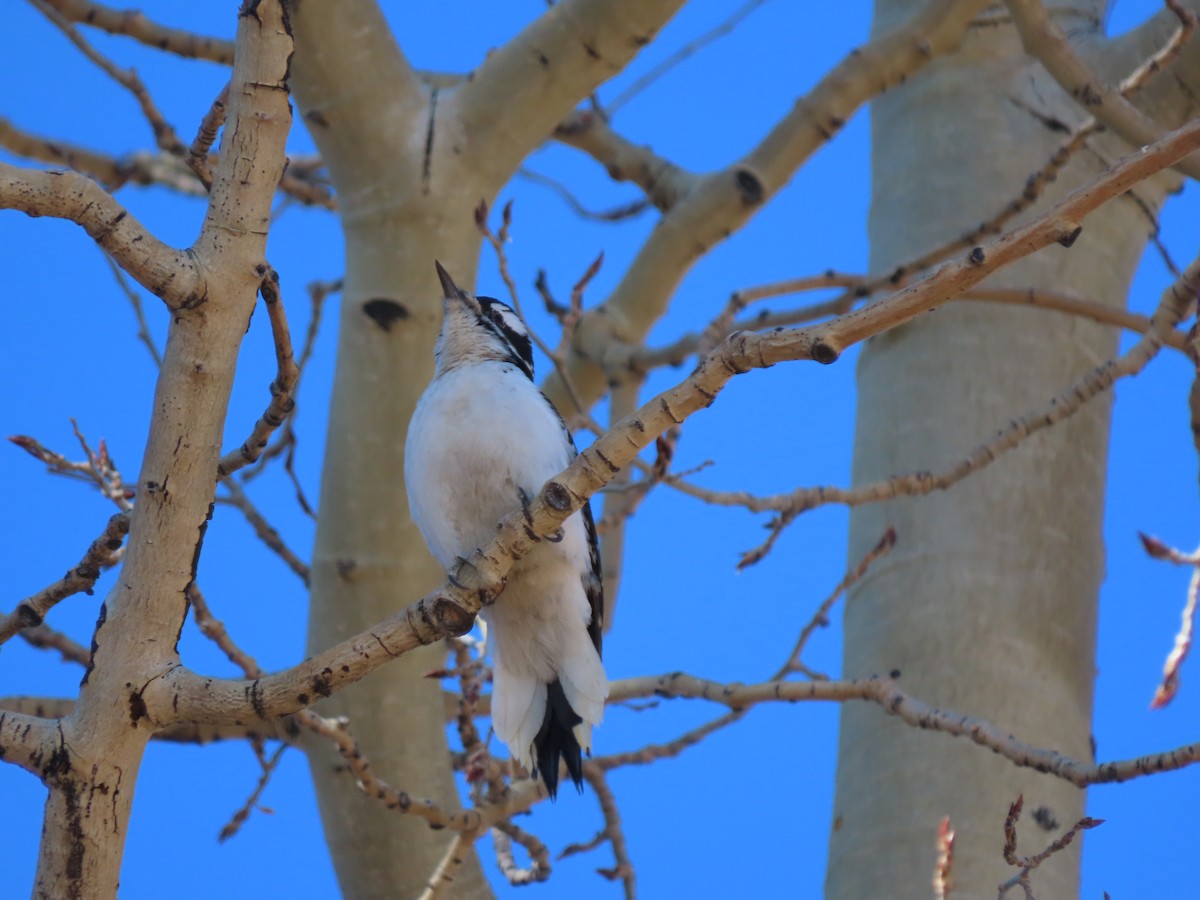Hairy Woodpecker - ML630653847