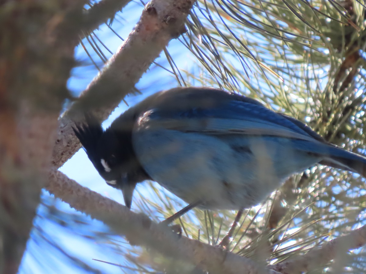 Steller's Jay - ML630653858