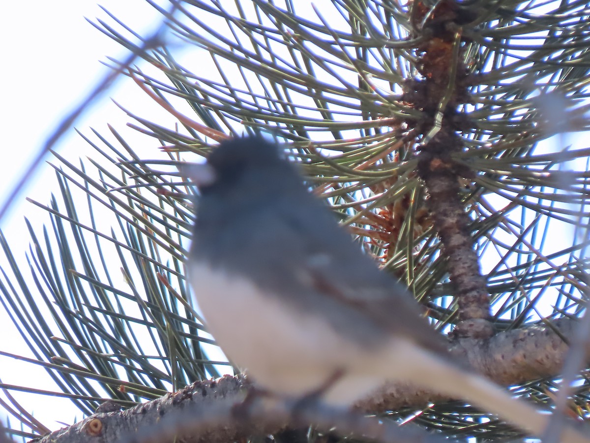 Dark-eyed Junco (White-winged) - ML630653866