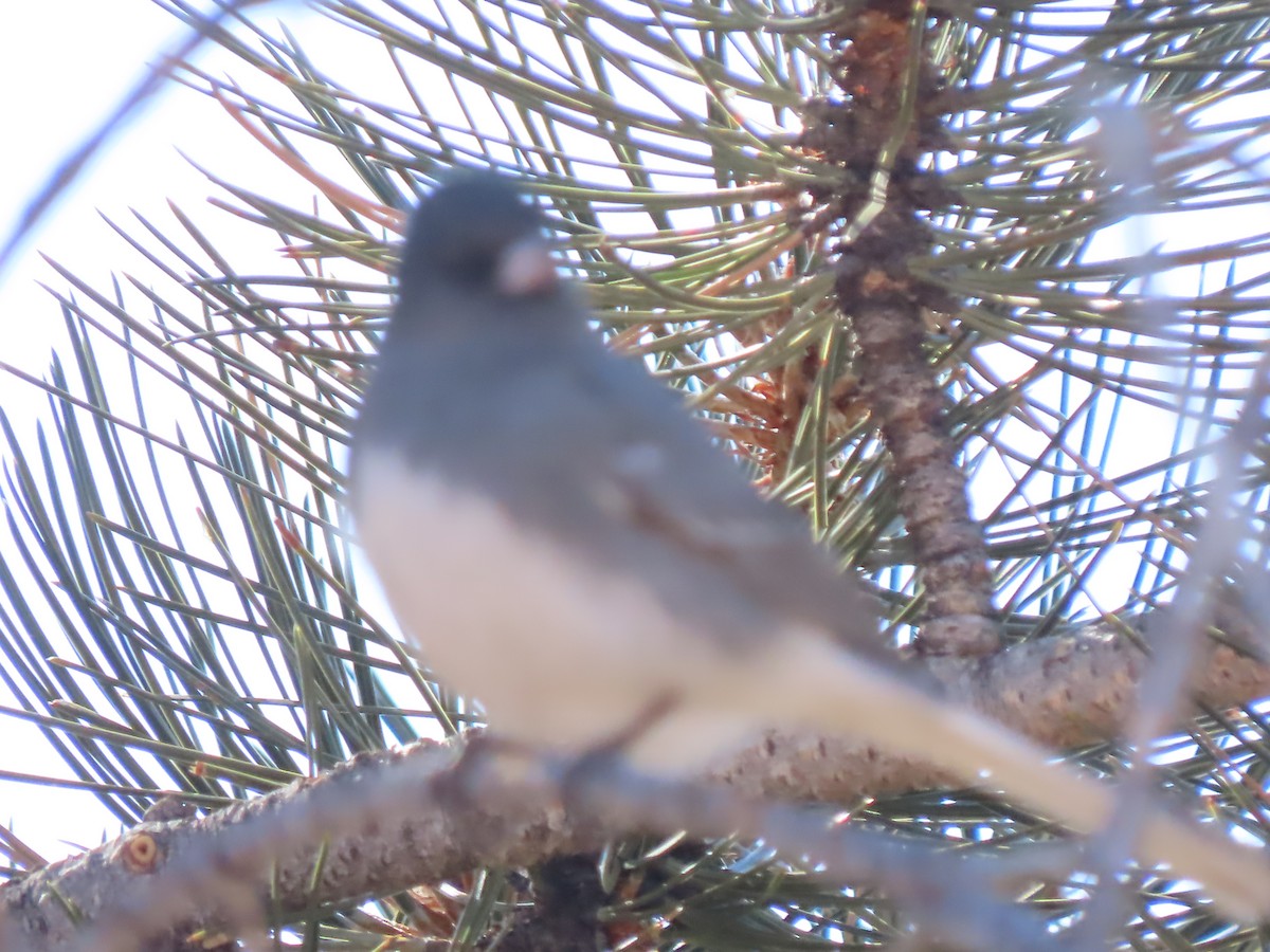 Dark-eyed Junco (White-winged) - ML630653867