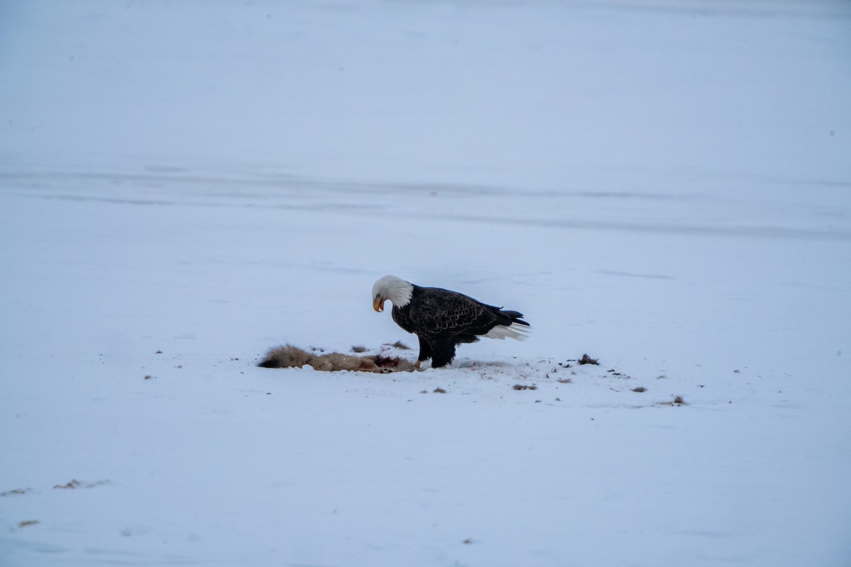 Bald Eagle - ML630653886
