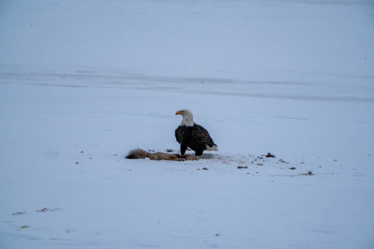 Bald Eagle - ML630653888