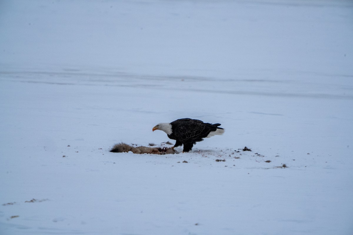 Bald Eagle - ML630653889