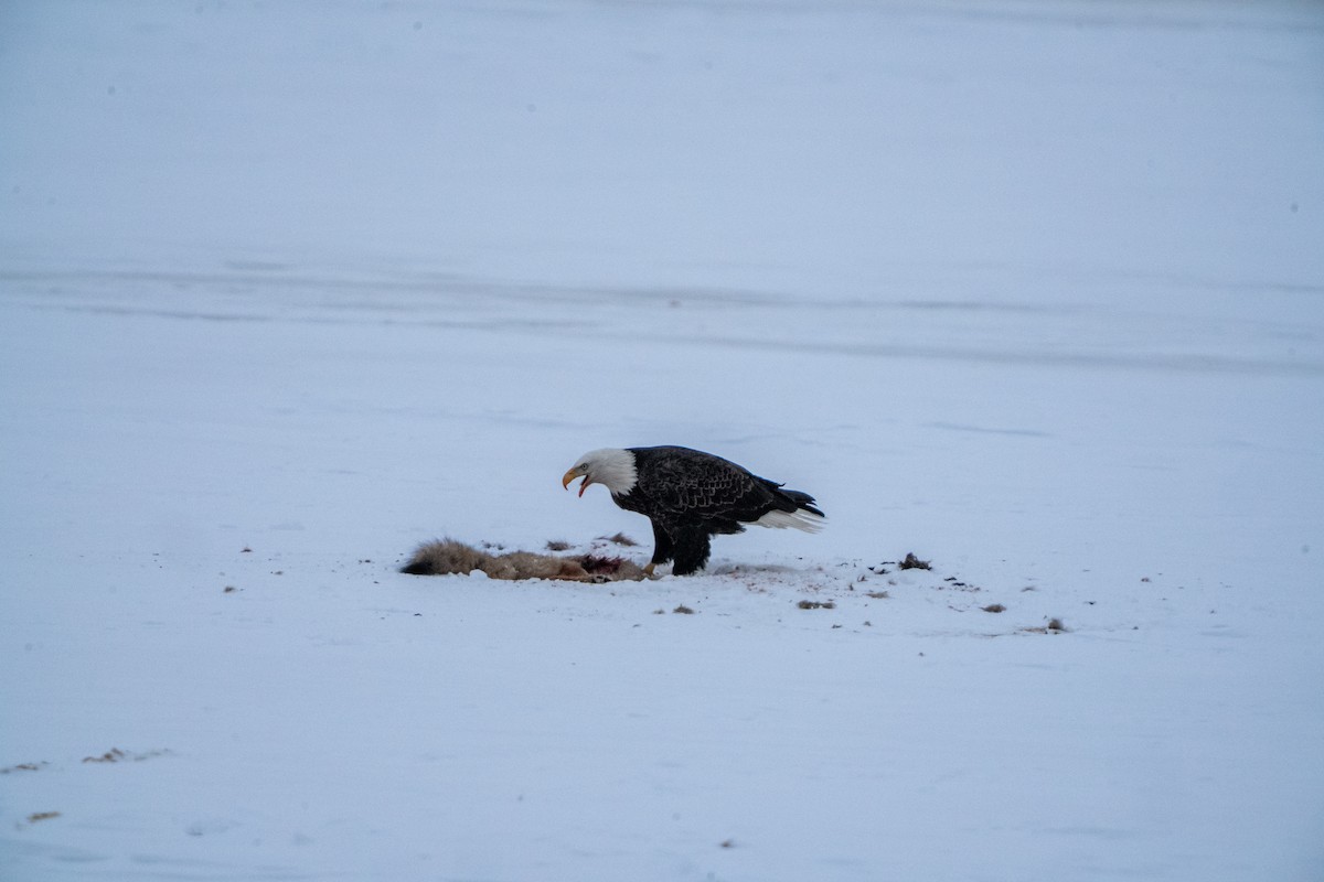 Bald Eagle - ML630653890