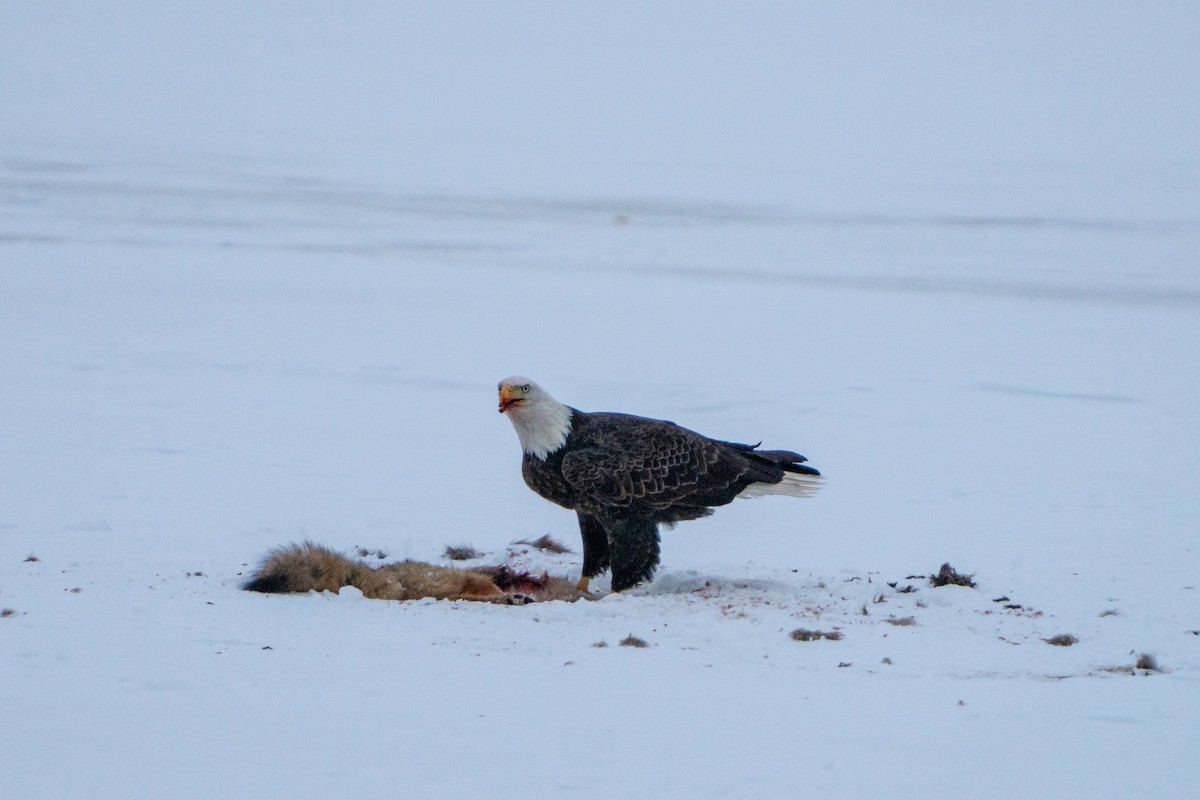 Bald Eagle - ML630653891