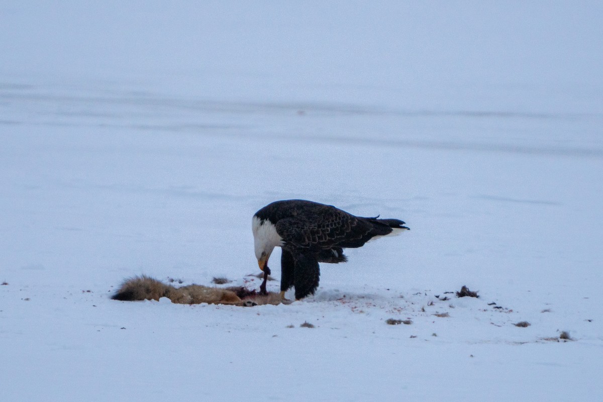 Bald Eagle - ML630653892