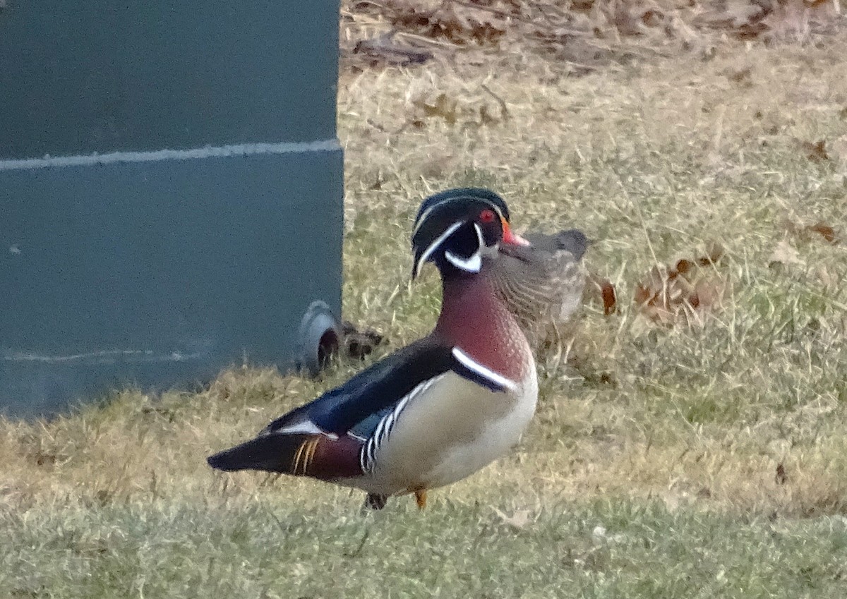 Wood Duck - ML630653982