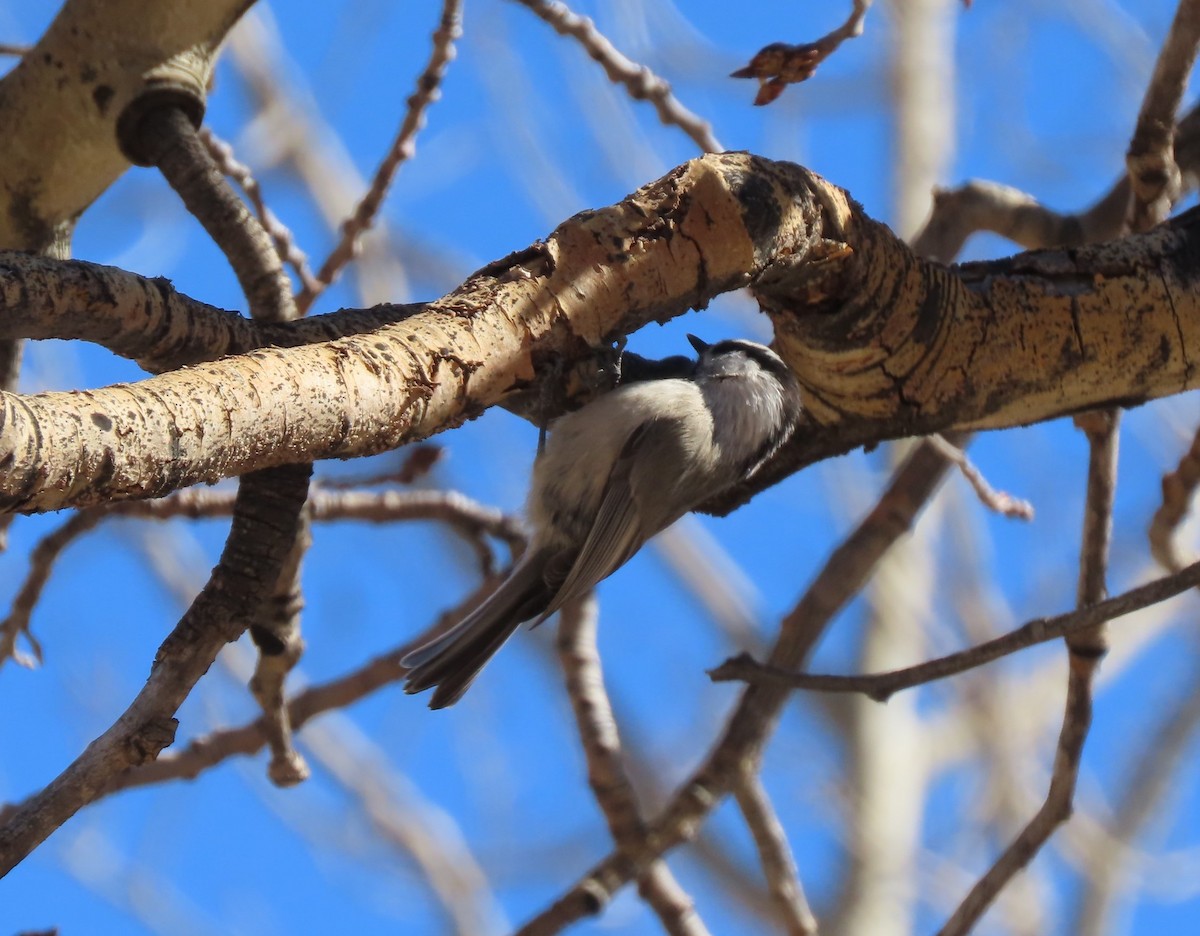 Mountain Chickadee - ML630653991