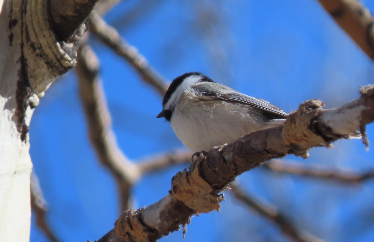 Black-capped Chickadee - ML630653997