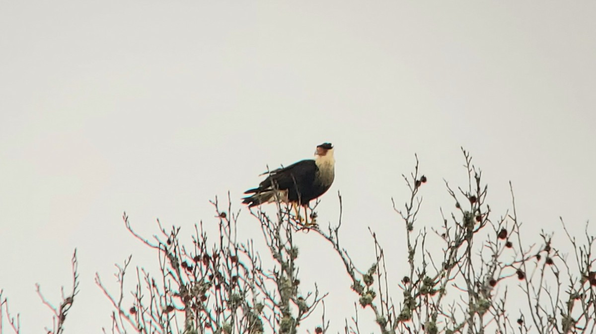 Crested Caracara - ML630654273