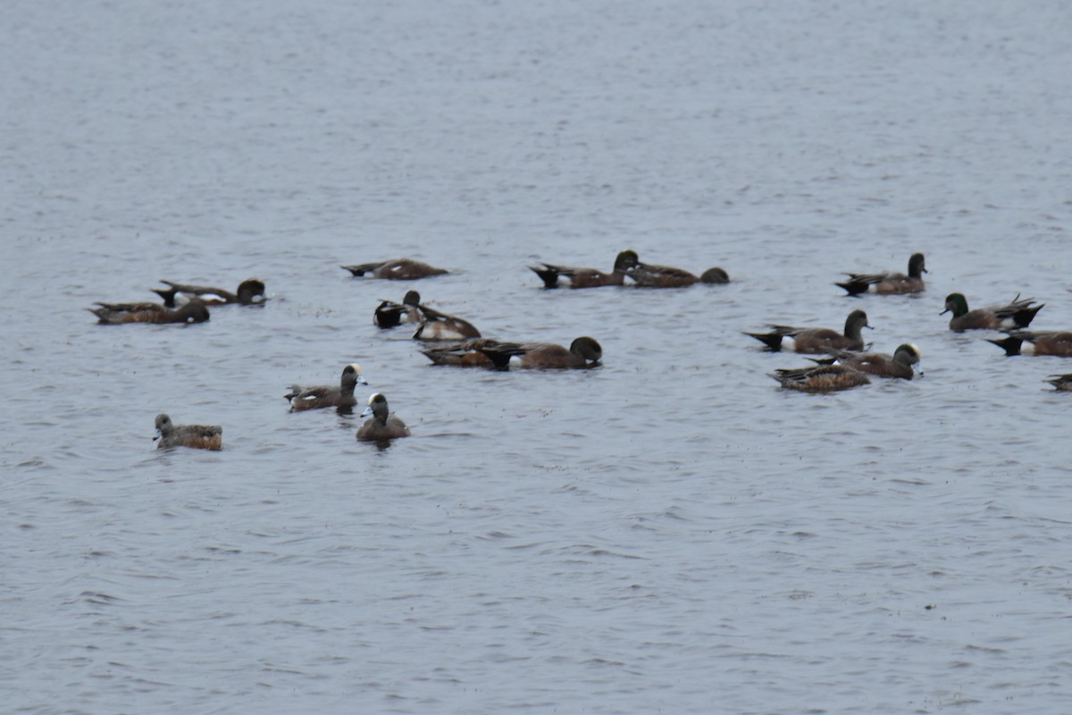 American Wigeon - ML630654397