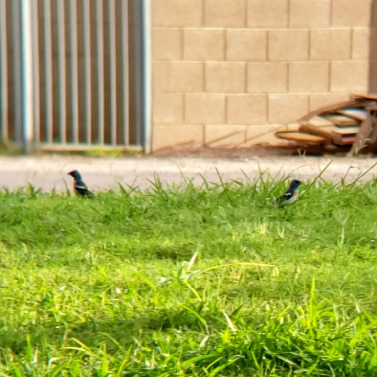 Lazuli Bunting - ML630654607