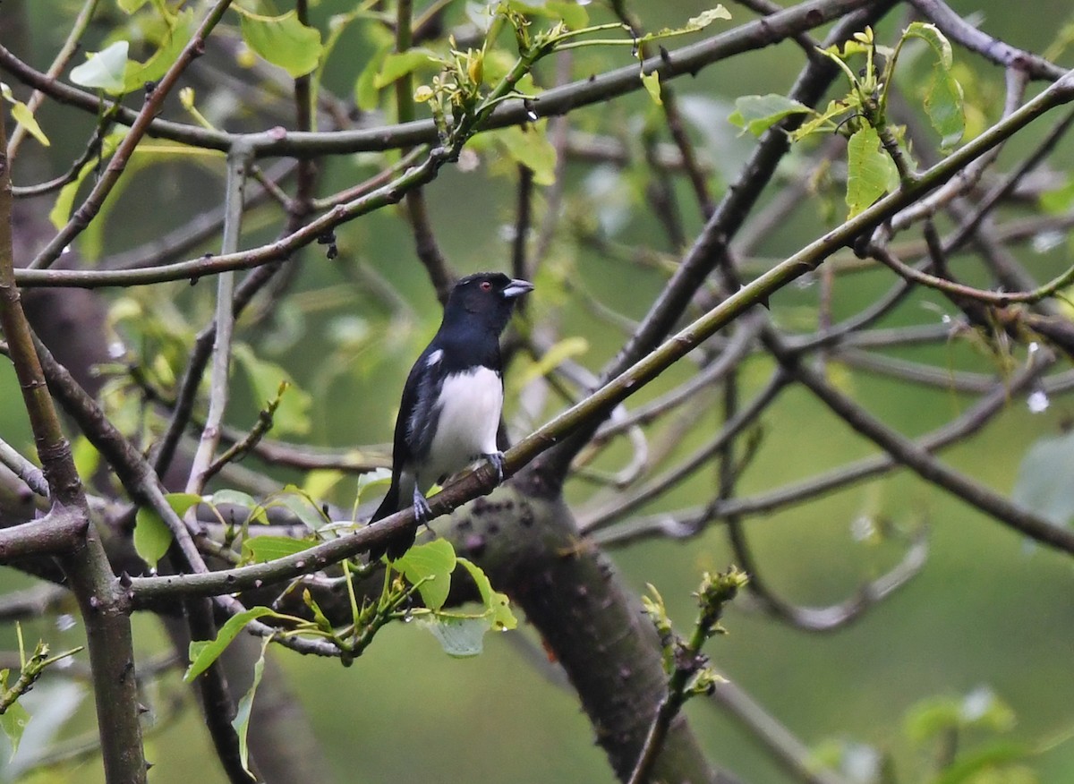 Black-and-white Tanager - ML630654826