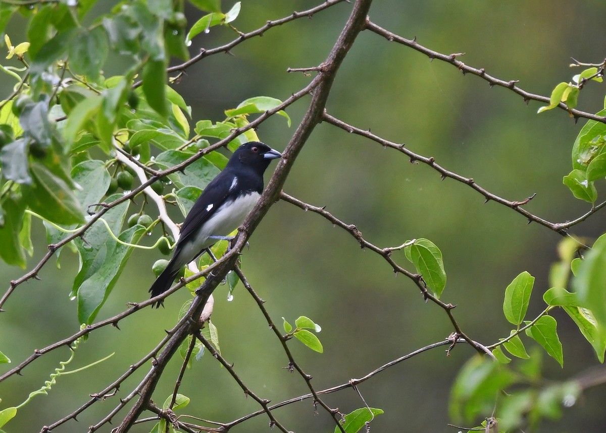 Black-and-white Tanager - ML630654827