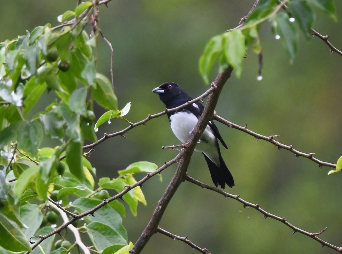 Black-and-white Tanager - ML630654828
