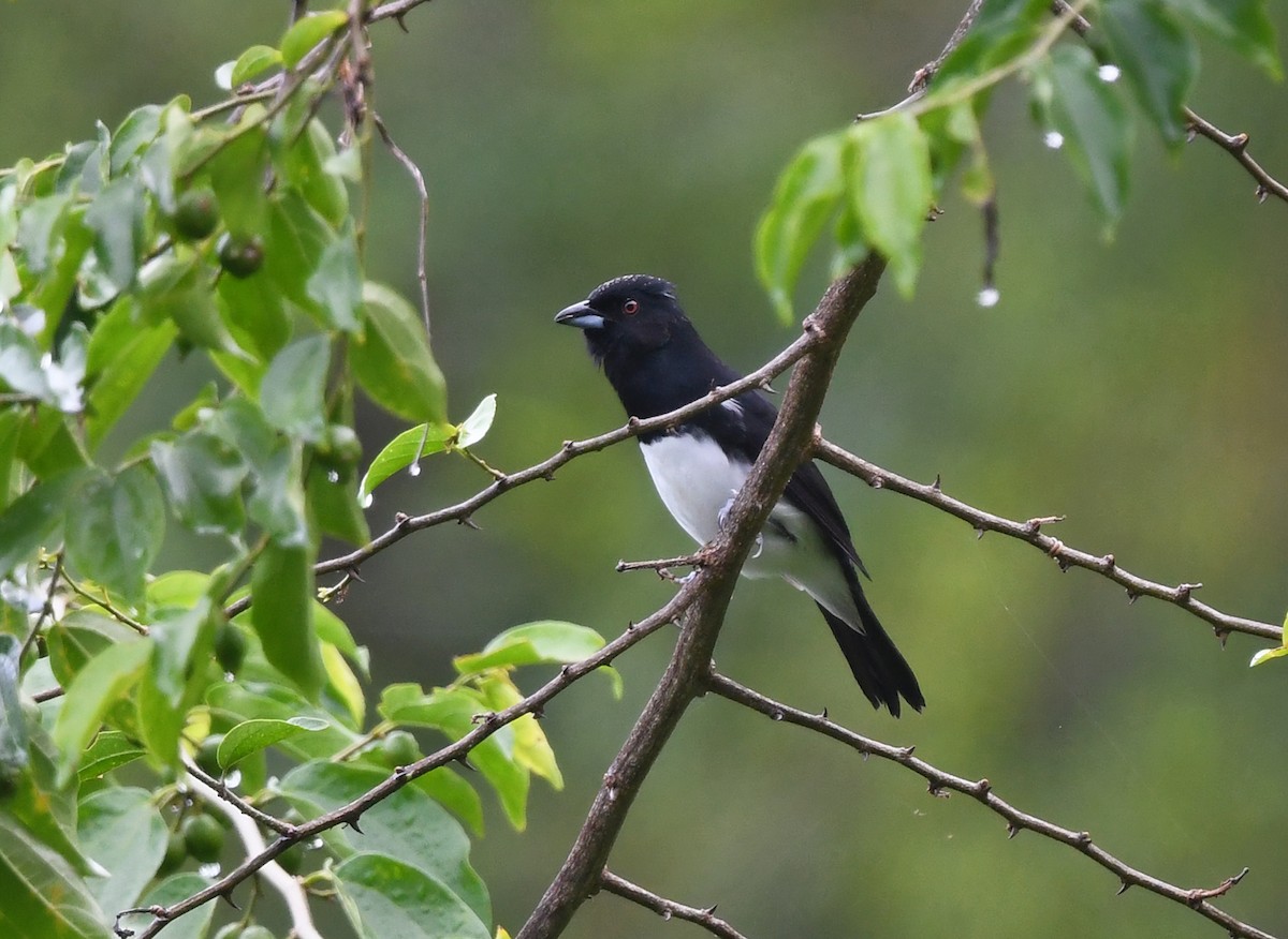 Black-and-white Tanager - ML630654829