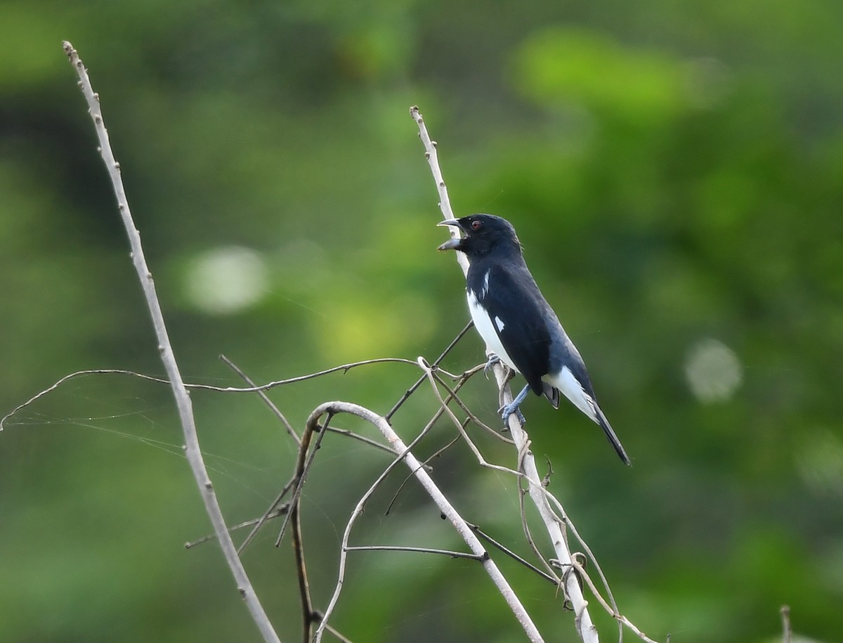 Black-and-white Tanager - ML630654830