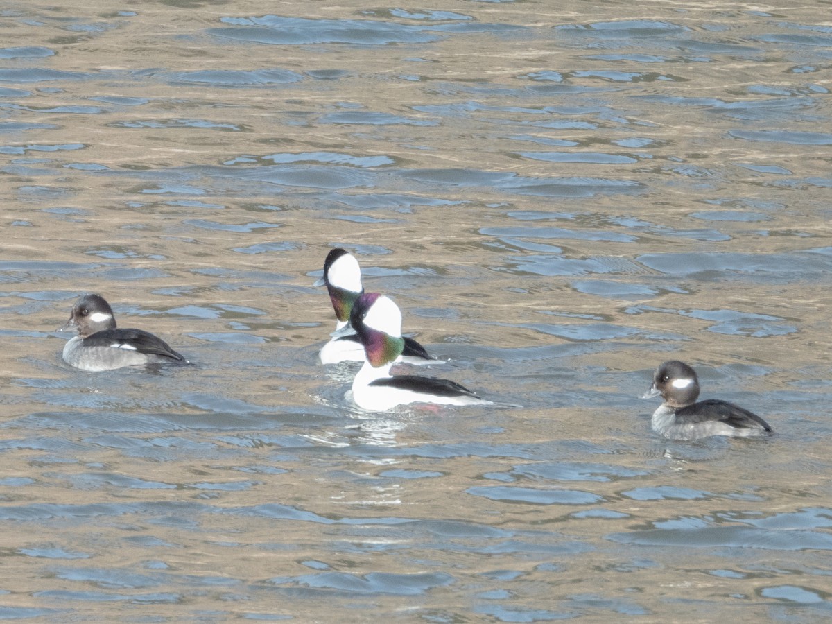 Bufflehead - ML630655093