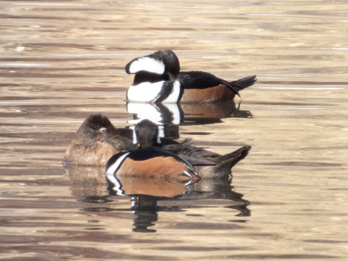 Hooded Merganser - ML630655106