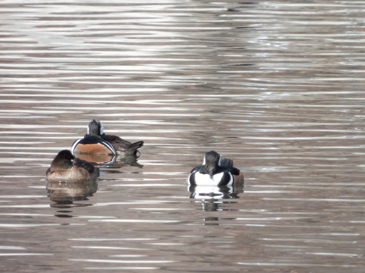 Hooded Merganser - ML630655107