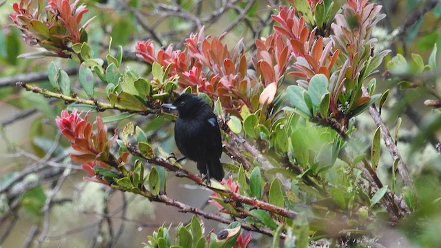 Glossy Flowerpiercer - ML630655251