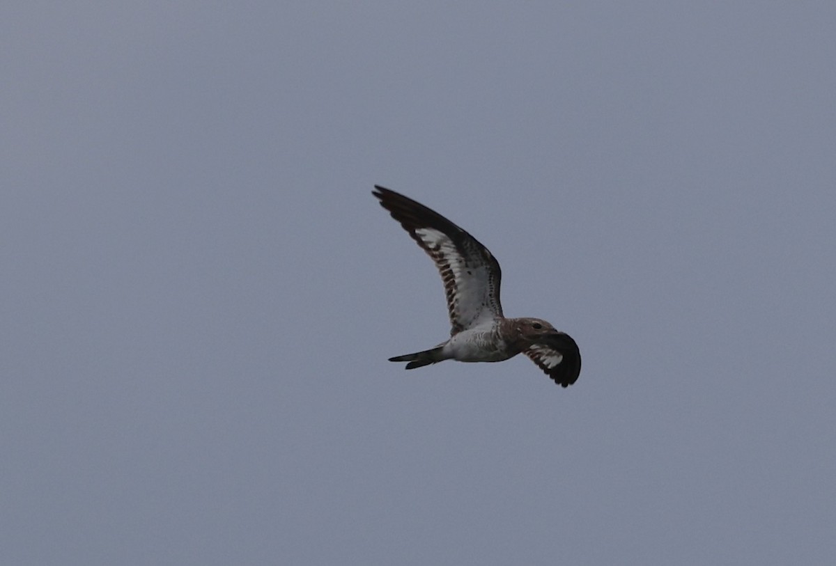 Sand-colored Nighthawk - ML630655262