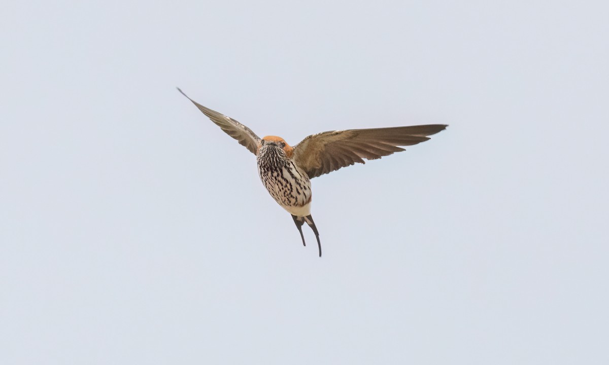 Lesser Striped Swallow - ML630655331