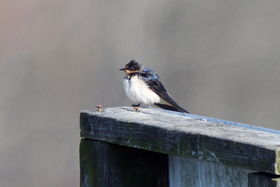 Barn Swallow - ML630655694