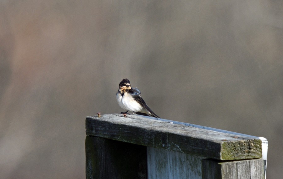 Barn Swallow - ML630655705
