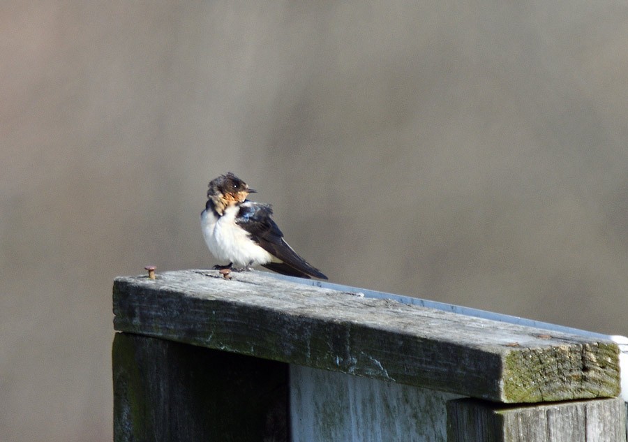 Barn Swallow - ML630655715