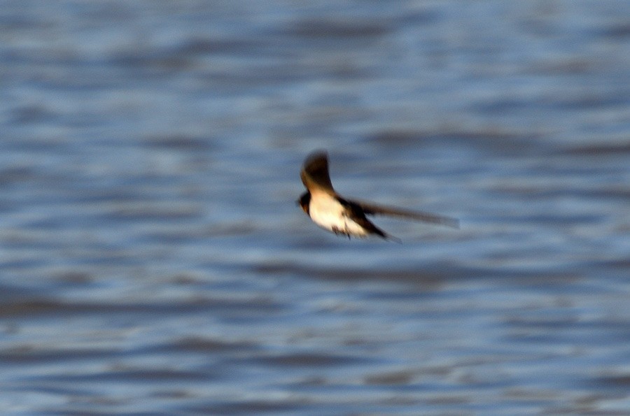 Barn Swallow - ML630655721