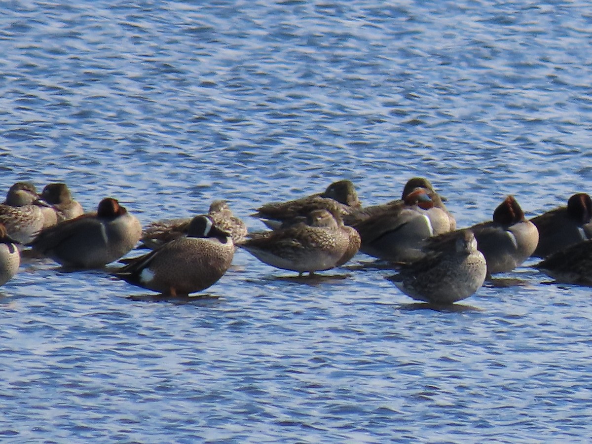 Green-winged Teal - ML630655758