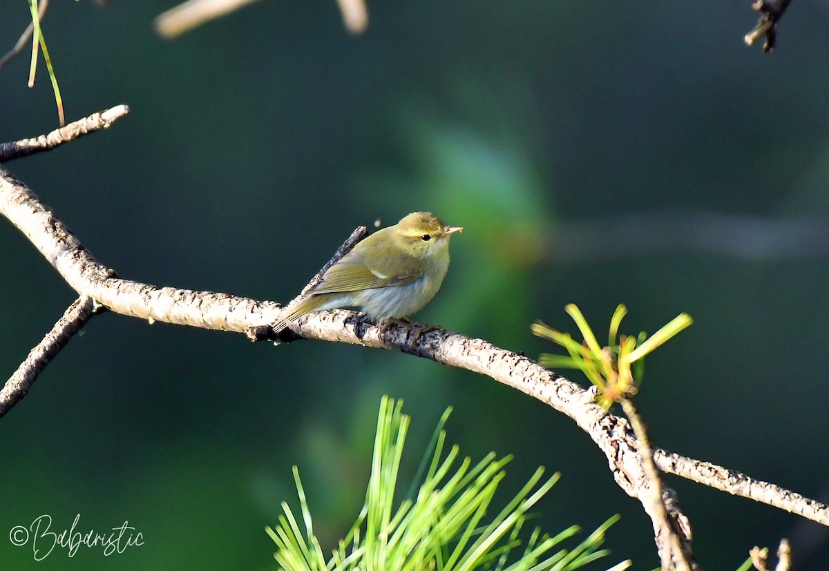 Ногоовор дууч шувуу - ML630656634