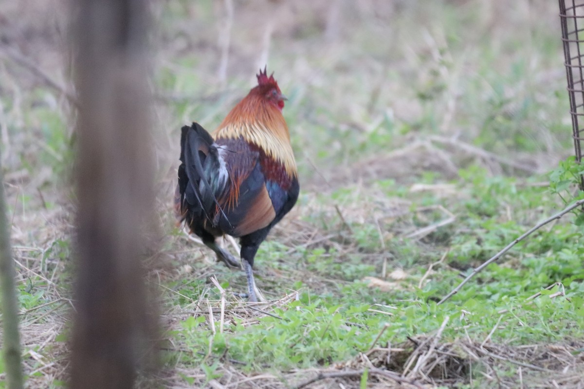 תרנגול בר - ML630657164