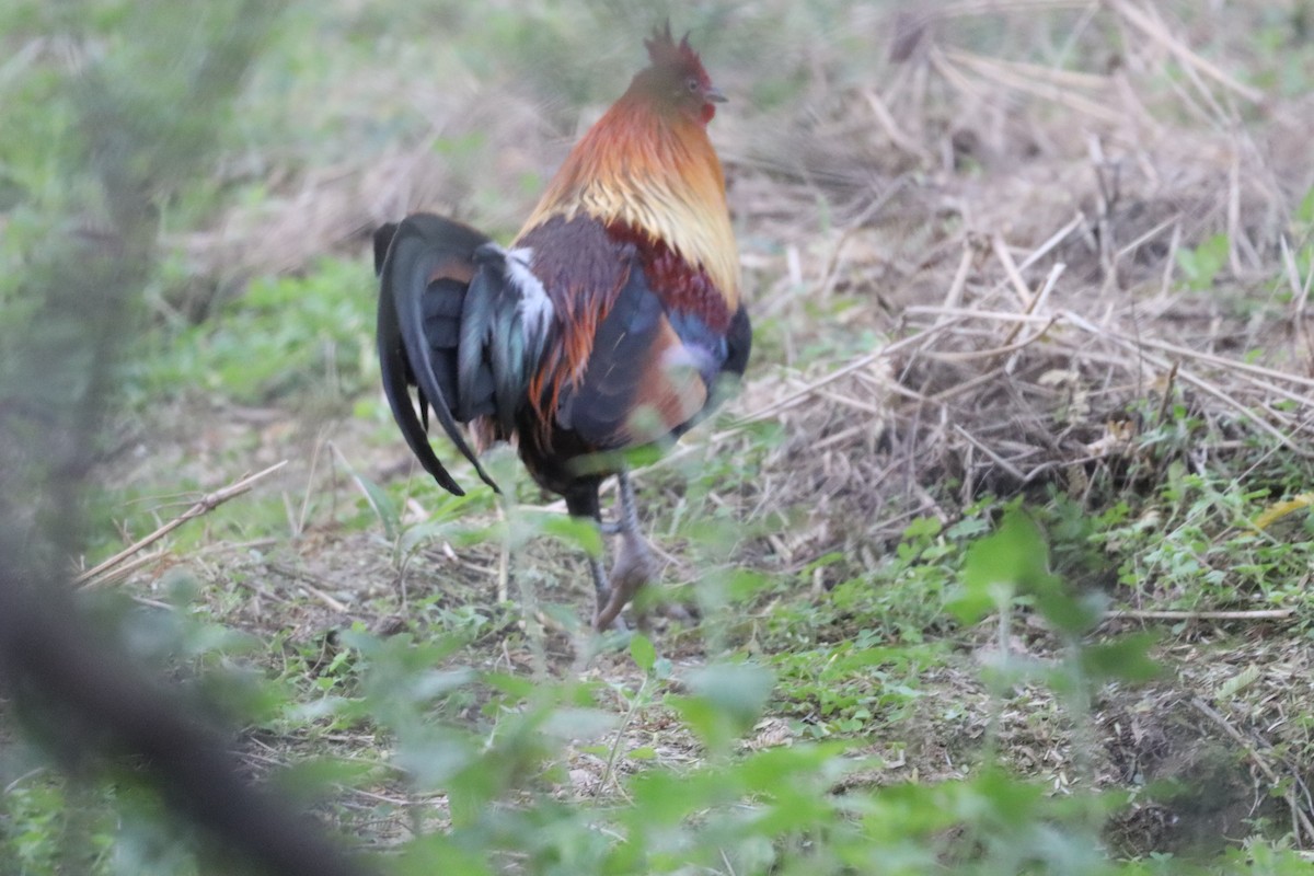 תרנגול בר - ML630657165
