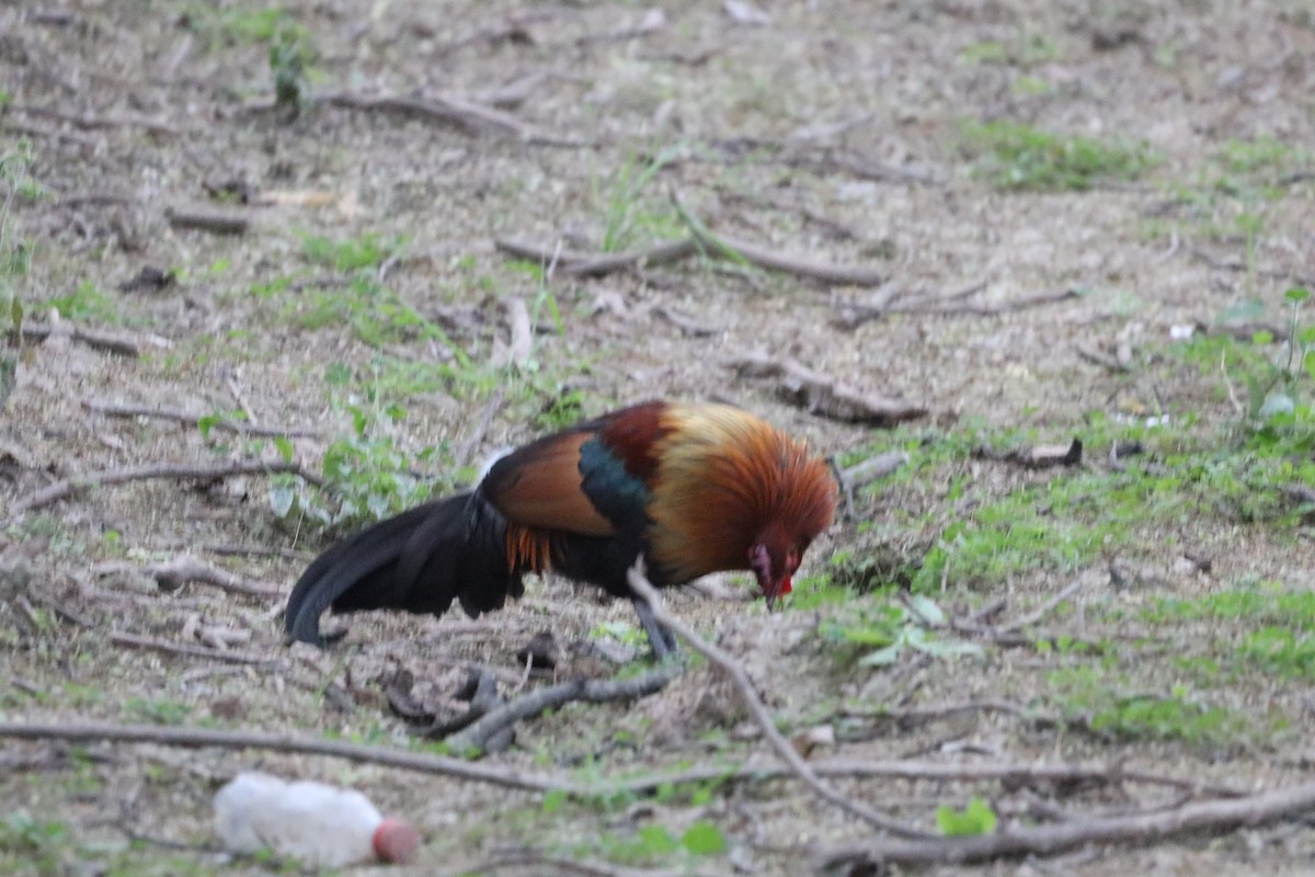 תרנגול בר - ML630657166
