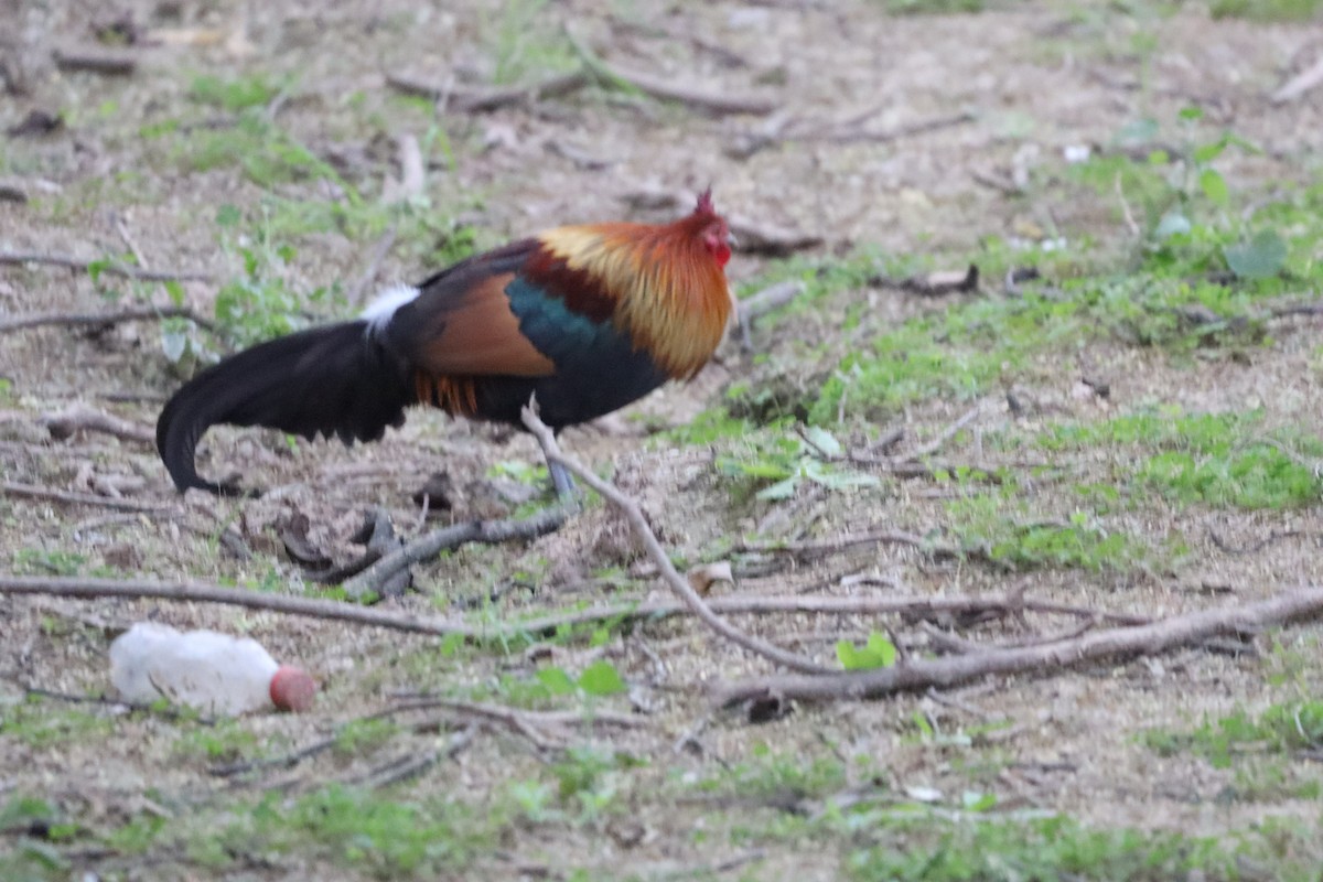 תרנגול בר - ML630657167