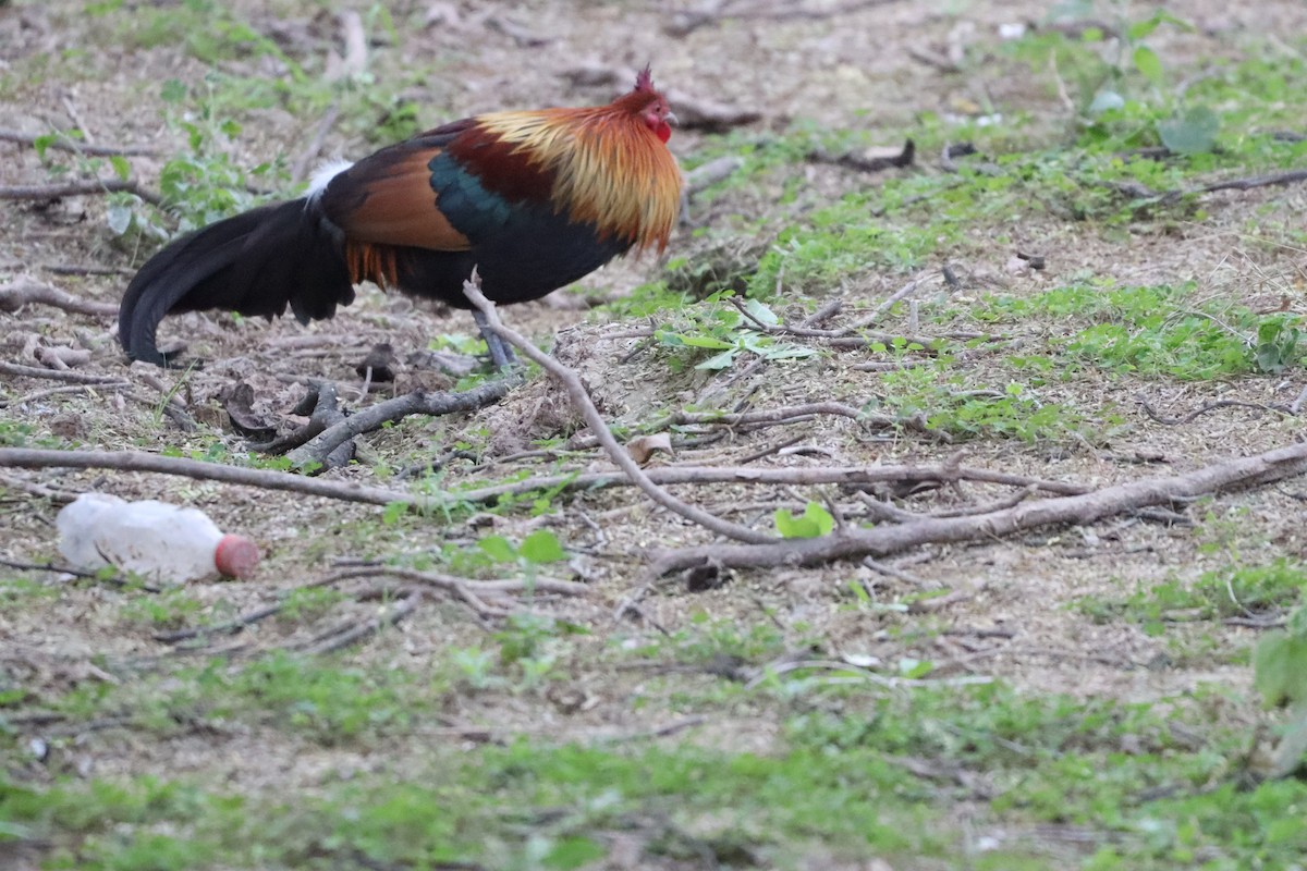 תרנגול בר - ML630657168