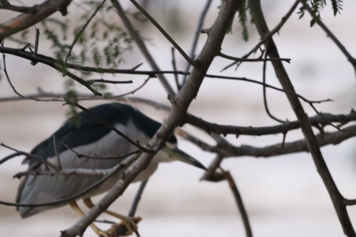 אנפת לילה - ML630657175