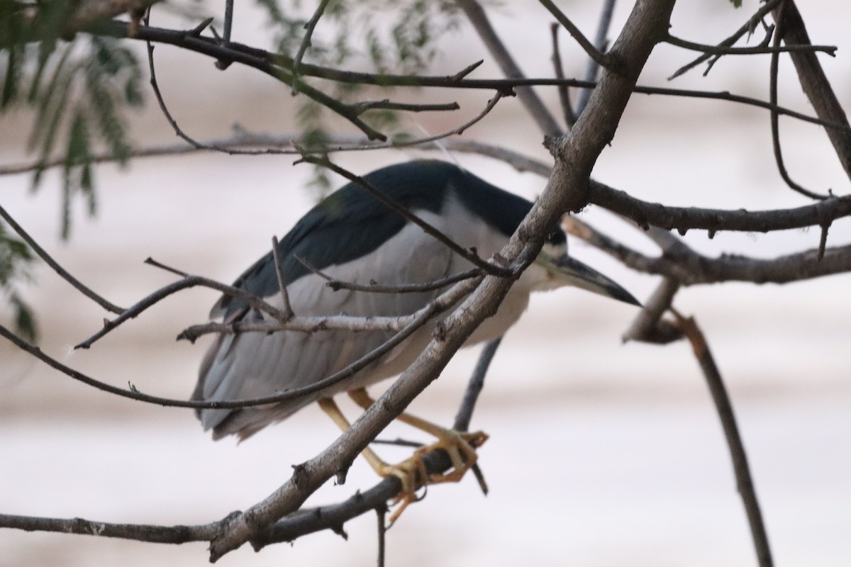 אנפת לילה - ML630657176